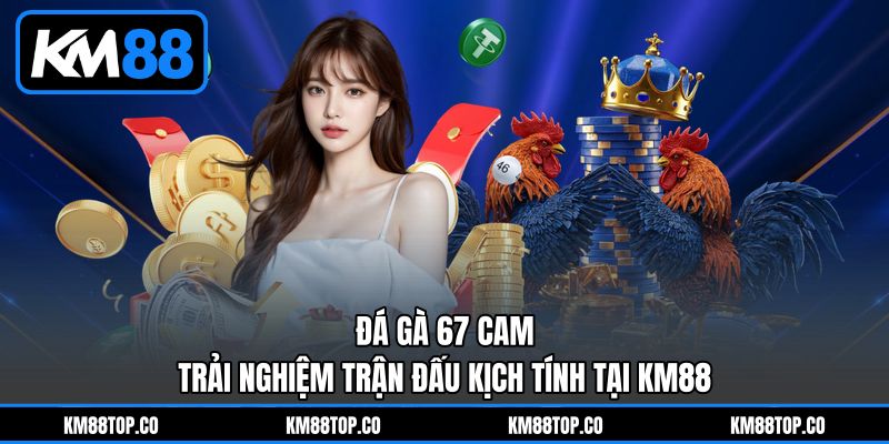 Đá Gà 67 Cam - Trải Nghiệm Trận Đấu Kịch Tính Tại KM88