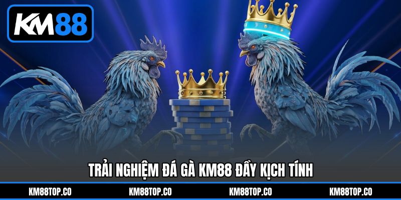 Trải nghiệm Đá gà KM88 đầy kịch tính